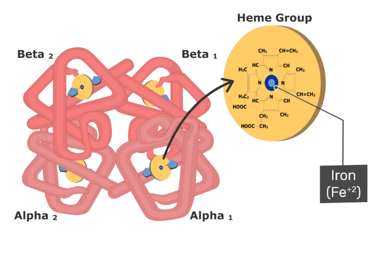 Hemoglobin-molecule-Iron-1-770x550.png