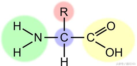 胺基酸最新的功能是什麼 從哪些食物里補充胺基酸？ - 每日頭條