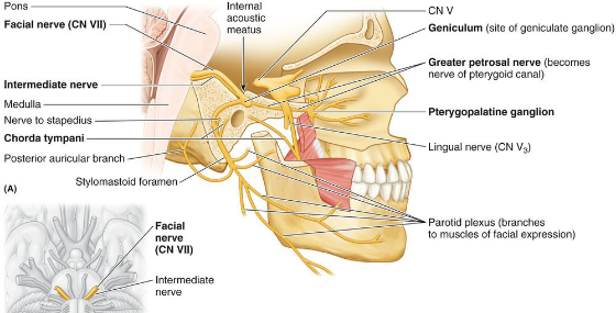 颜面神经- 嘉应学院医学院解剖教研室