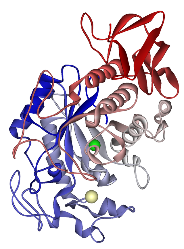 Amylase - Wikipedia