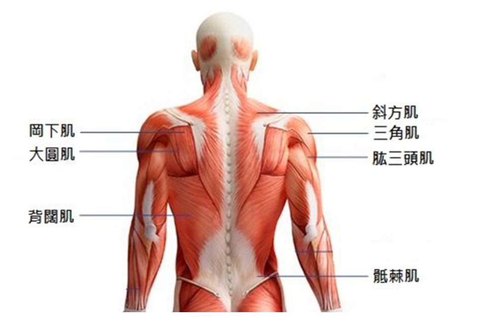 %E8%83%8C%E8%82%8C%E5%88%86%E4%BD%88-1629271761.png?crop=1xw:1xh;center,top&resize=980:*