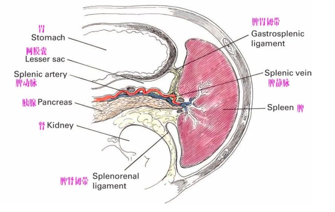 这个脏器的淋巴组织最多，手术时需注意！_医学界-助力医生临床决策和职业成长