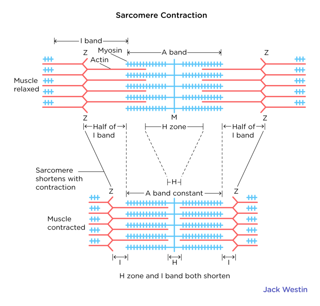 Sarcomere-contraction.png?resize=1025%2C979&ssl=1