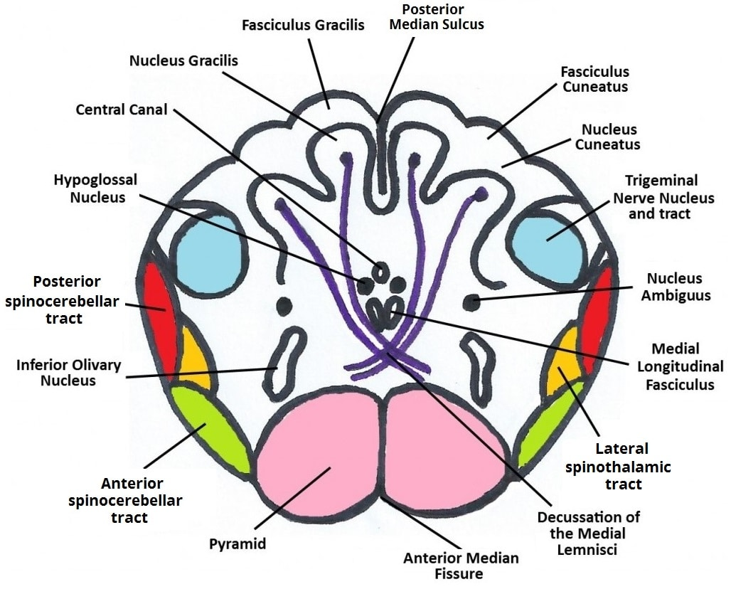 The Medulla Oblongata - Internal Structure - Vasculature - TeachMeAnatomy