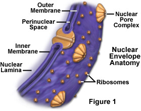 nuclearenvelopefigure1.jpg