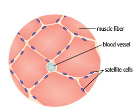 satellite-cell-muscle.jpg