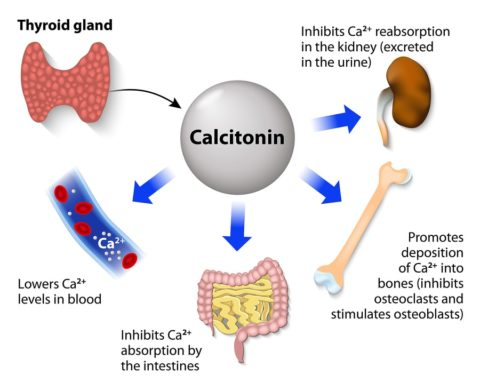 bigstock-Calcitonin-Or-Thyrocalcitonin-112311608-min-480x391.jpg
