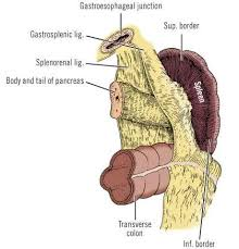 images?q=tbn:ANd9GcT7u5s06acGlDkkbYo2KcYyPuR_obKw0gTCCQ&usqp=CAU