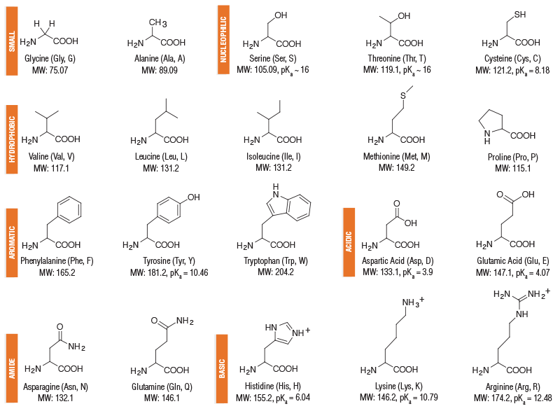 aminoacidstructures.png?rev=fac6adbc734b4b62b5142b978aae5d0d&hash=49AB62CD08411F0027A5C0AE3D11173C