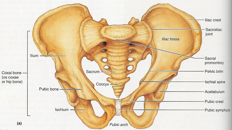 Pubic-Bone-1.jpg