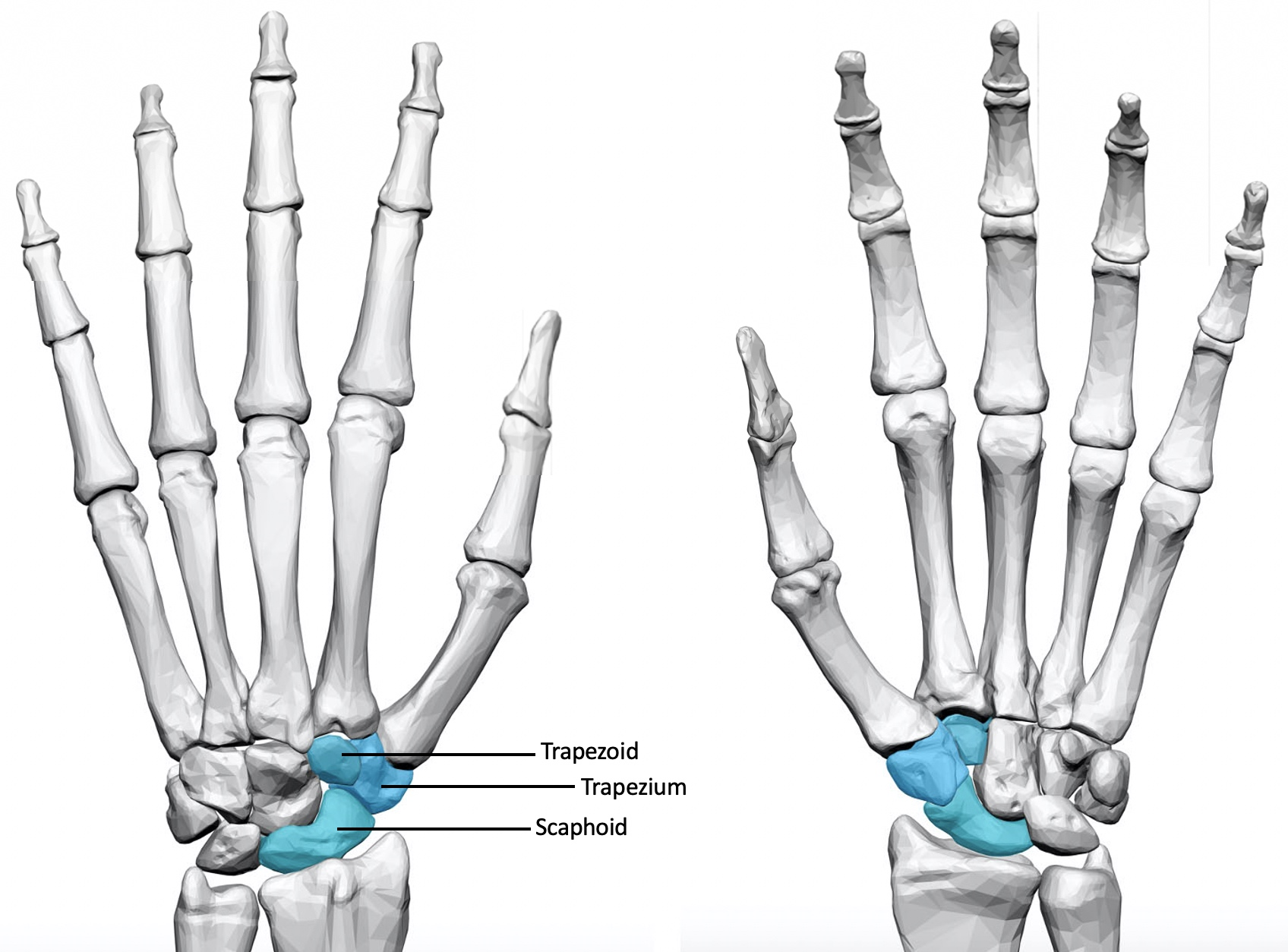 triscaphoid-joint.jpg