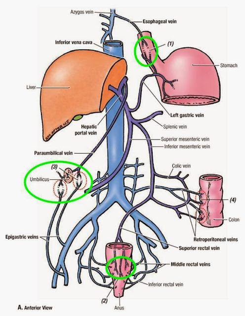 hepatic_portal_vein_-_tributaries1314510539180.jpg