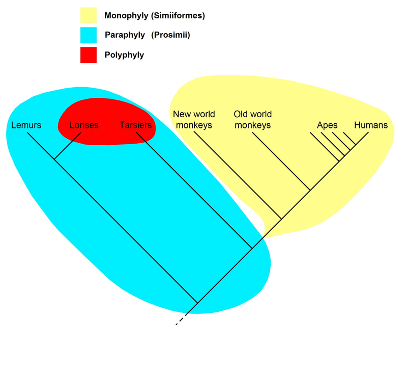 Difference-Between-Monophyletic-Paraphyletic-and-Polyphyletic-fig1.png?fit=800%2C730&ssl=1
