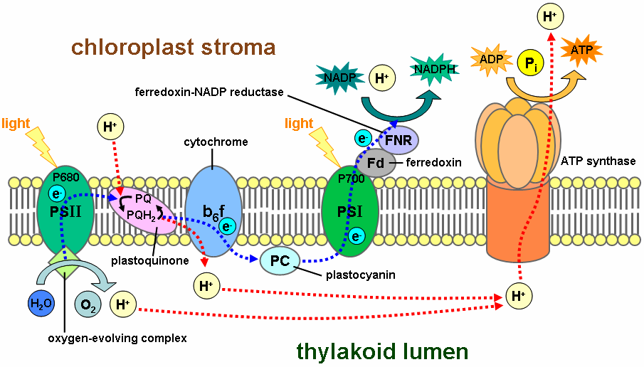 Thylakoid_membrane.png