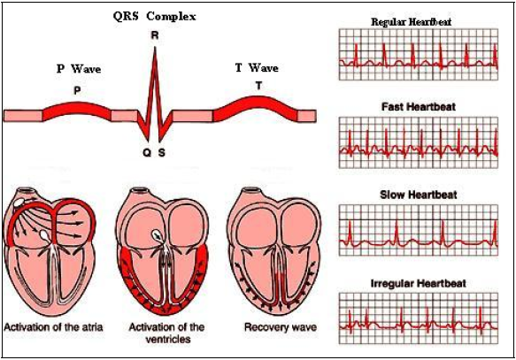 heart_Introduction2.aspx
