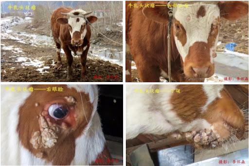 FJP_0Fj7cYFsa802Pz4MqAIPRT8nW8NhDVrFdFM4kg1PMdRx-vrkCohxn3ZrtKnbAueo2U-HoqcGwn7ZTKzuf4dxxpx8OVscu1swpO2GBqWOaSqcLA