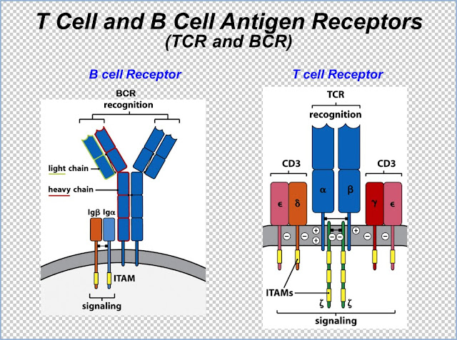 TCRandBCR.jpg