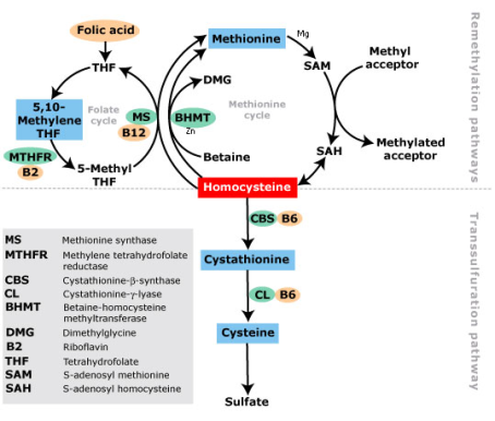 homocysteine_metabolism.png?w=454&h=387