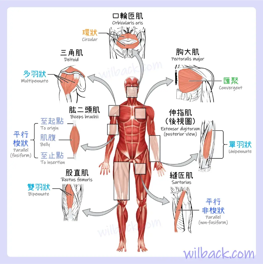 anatomy-and-physiology-2e-11-01.02-webp.webp