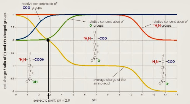 Isoelectric_point.jpg