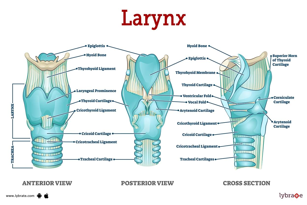 image-of-the-larynx.jpg