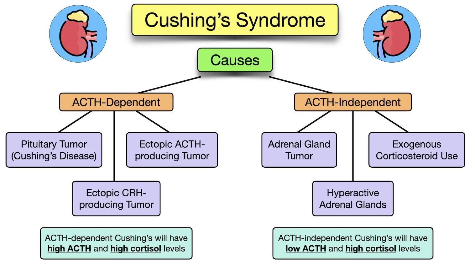 cushings-syndrome-causes-types-pathophysiology.jpeg