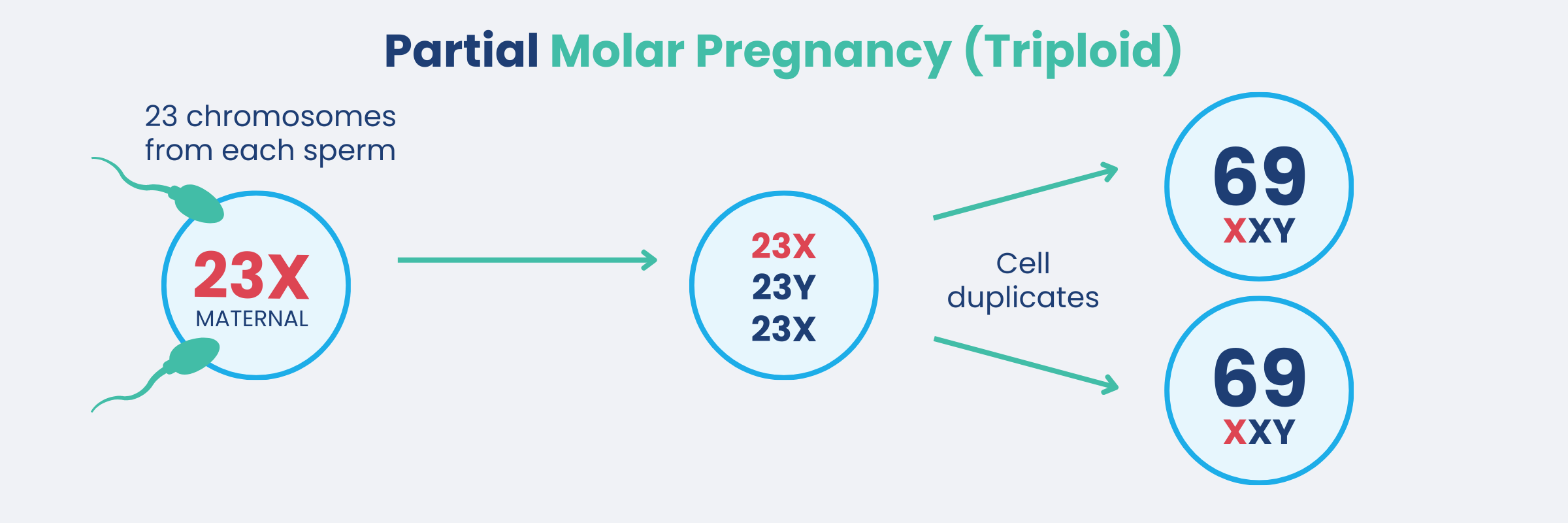 342-Partial-Molar-Pregnancy.png