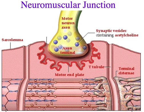 Neuromuscular-junction.webp
