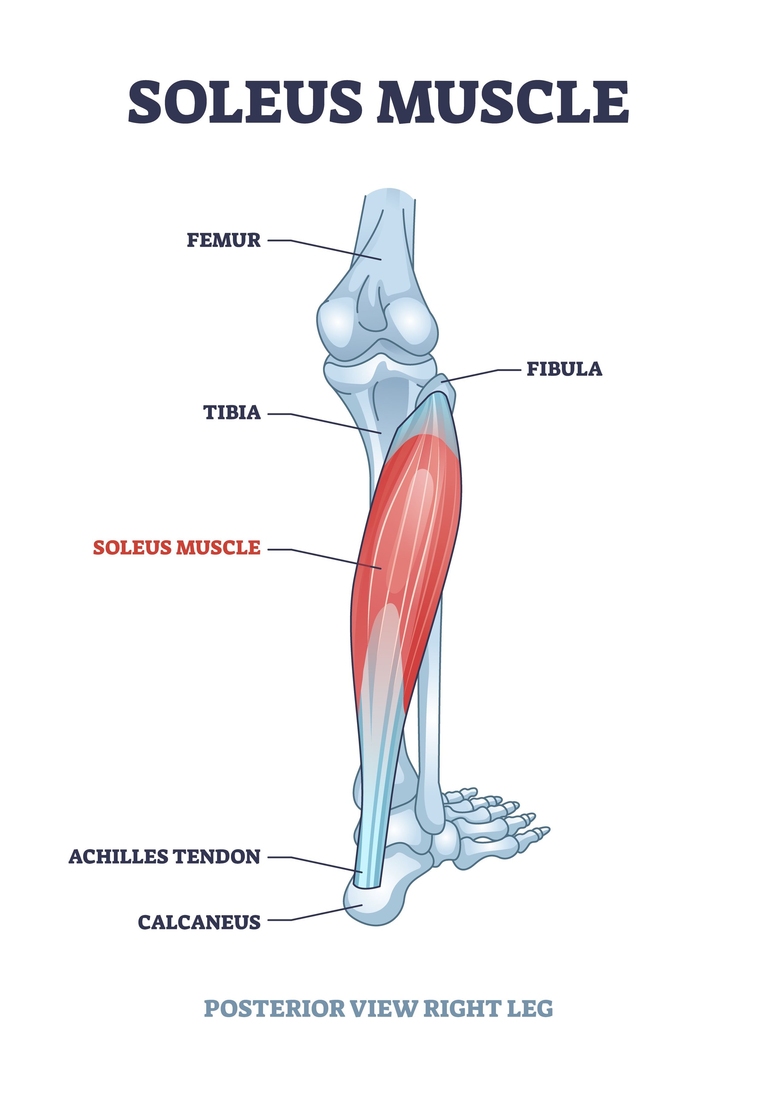 Soleus+muscle.jpg