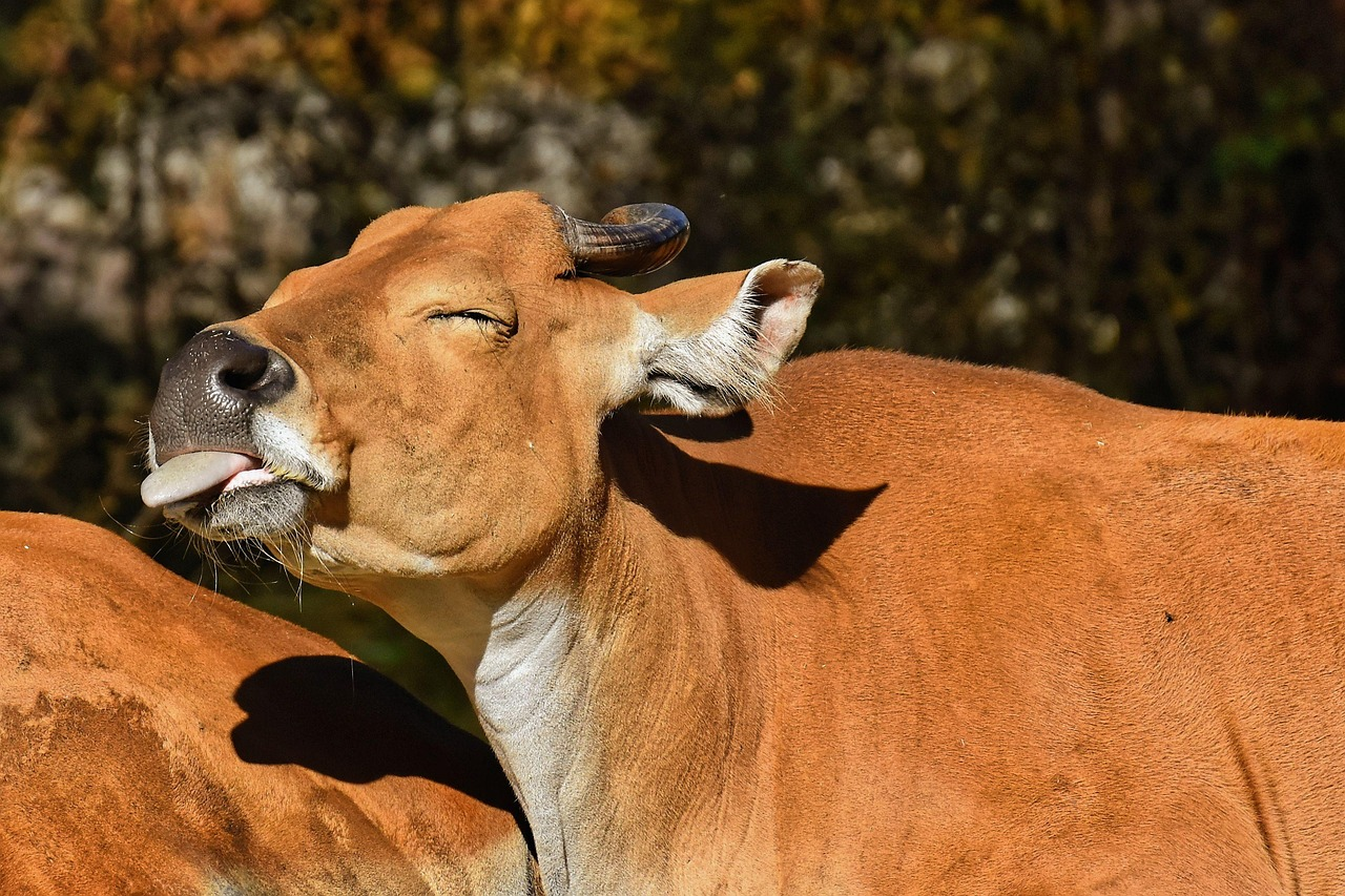 banteng-4419635_1280.jpg
