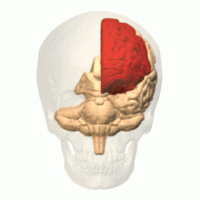 220px-Frontal_lobe_animation.gif