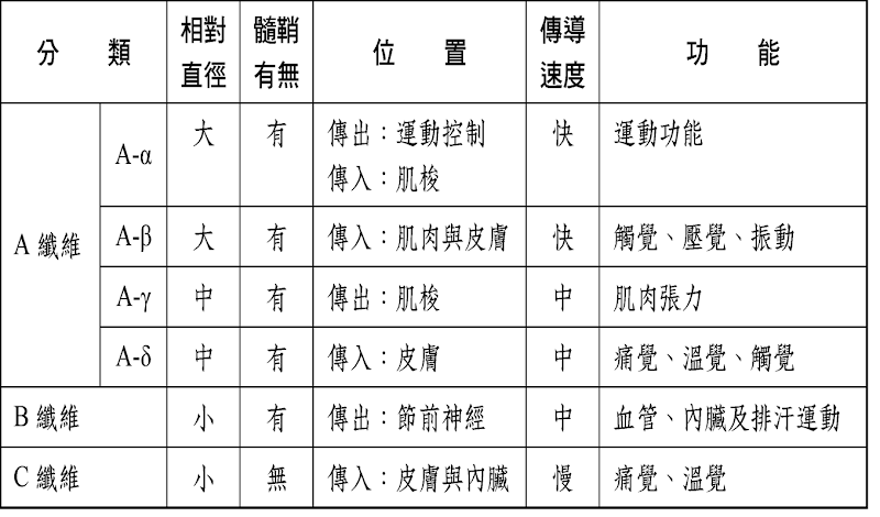 neuro%252520fiber.png#s-800,470