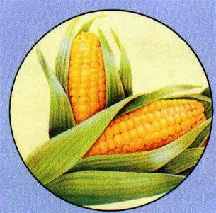 054_corn.jpg#s-305,301