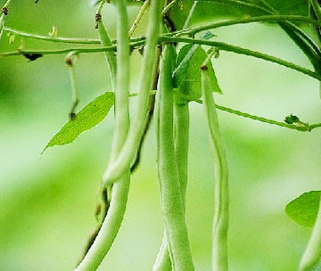 f006e1.jpg#s-360,304