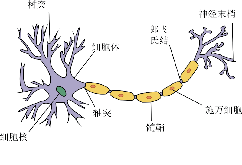 Neuron.png#s-800,548