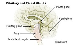 250px-Illu_pituitary_pineal_glands.jpg