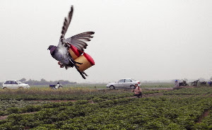 %252522307%2525C3%2525A7%2525C2%2525B2%2