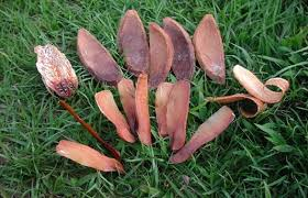 images?q=tbn:ANd9GcTbvV7SZYUZ8hqm_Oj4hTa