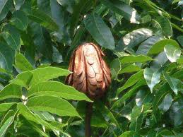 images?q=tbn:ANd9GcRYPoY3ArQf1vbYyvV0cXW