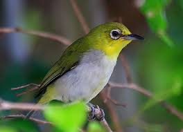 images?q=tbn:ANd9GcQmgdtaAAvQBZb1j7MX3yV