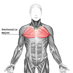 %252522250px-Pectoralis_major.png%252522