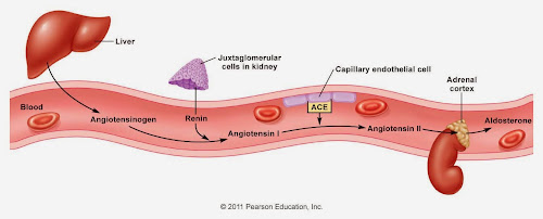 %252522figure_19_15_labeled.jpg%252522.j