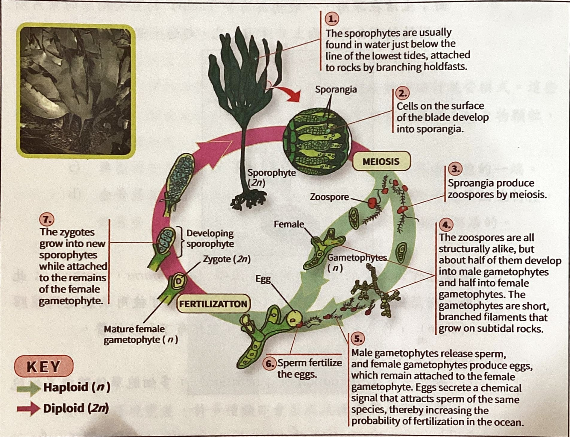 6H+kSs8MDDQAAAABJRU5ErkJggg==