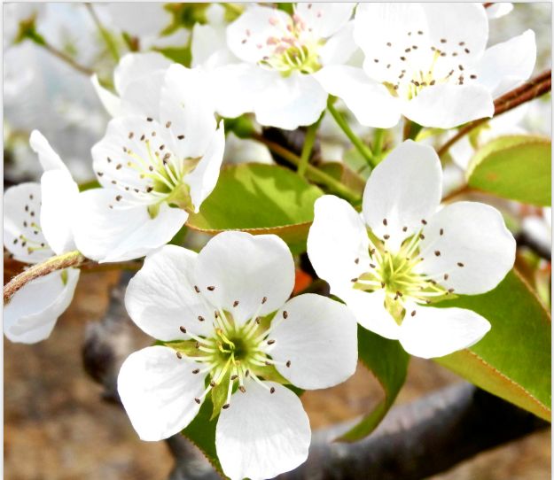 5bfbadba8e78d.jpg#s-625,542