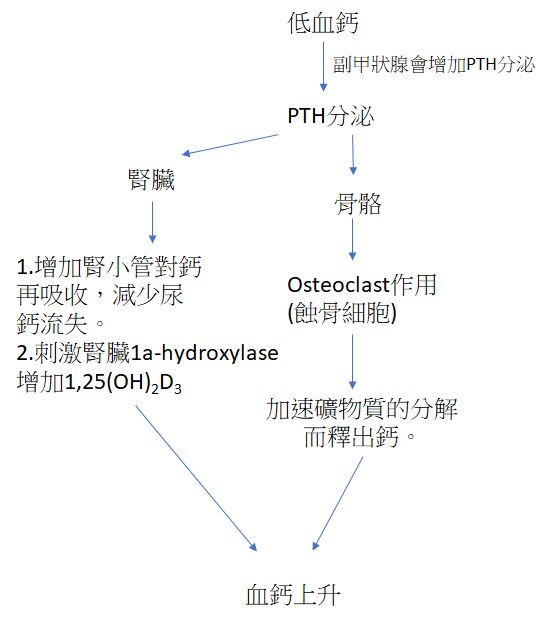 4 維持血鈣平衡對於人體正 阿摩線上測驗