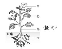 重新載圖12 如 圖3 為某植物的構造示意圖 有關植物體內物質運輸的敘述 阿摩線上測驗