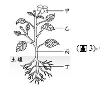 画像をダウンロード植物構造 誕生日ライン友達