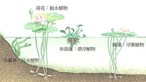 18 睡蓮是屬於哪一類型的植物 A 挺水性 B 漂浮性 C 沉葉性 阿摩線上測驗