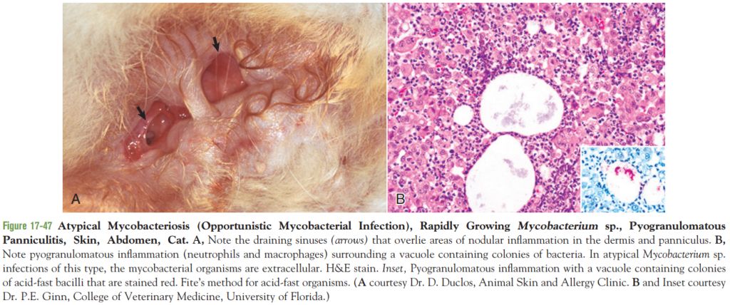 5cf26cf311a10.jpg#s-1024,428