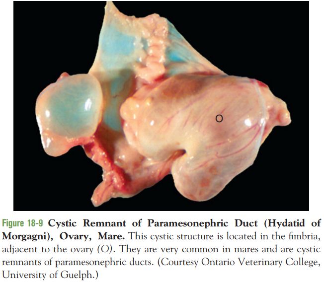 5cf3d6497128d.jpg#s-652,568